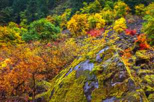 Hillside of Vine Maples and moss-7746 Hillside of Vine Maples and moss-7746